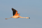 Chileense flamingo (Phoenicopterus chilensis), Veluwe